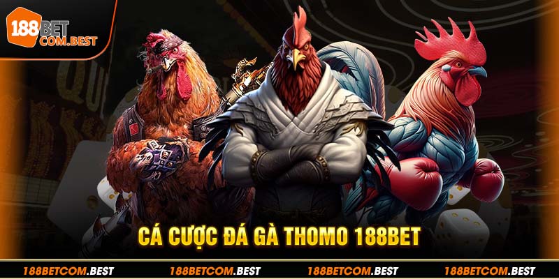 Đá Gà Thomo - Trải Nghiệm Các Trận Đấu Gà Đặc Sắc Tại 188bet